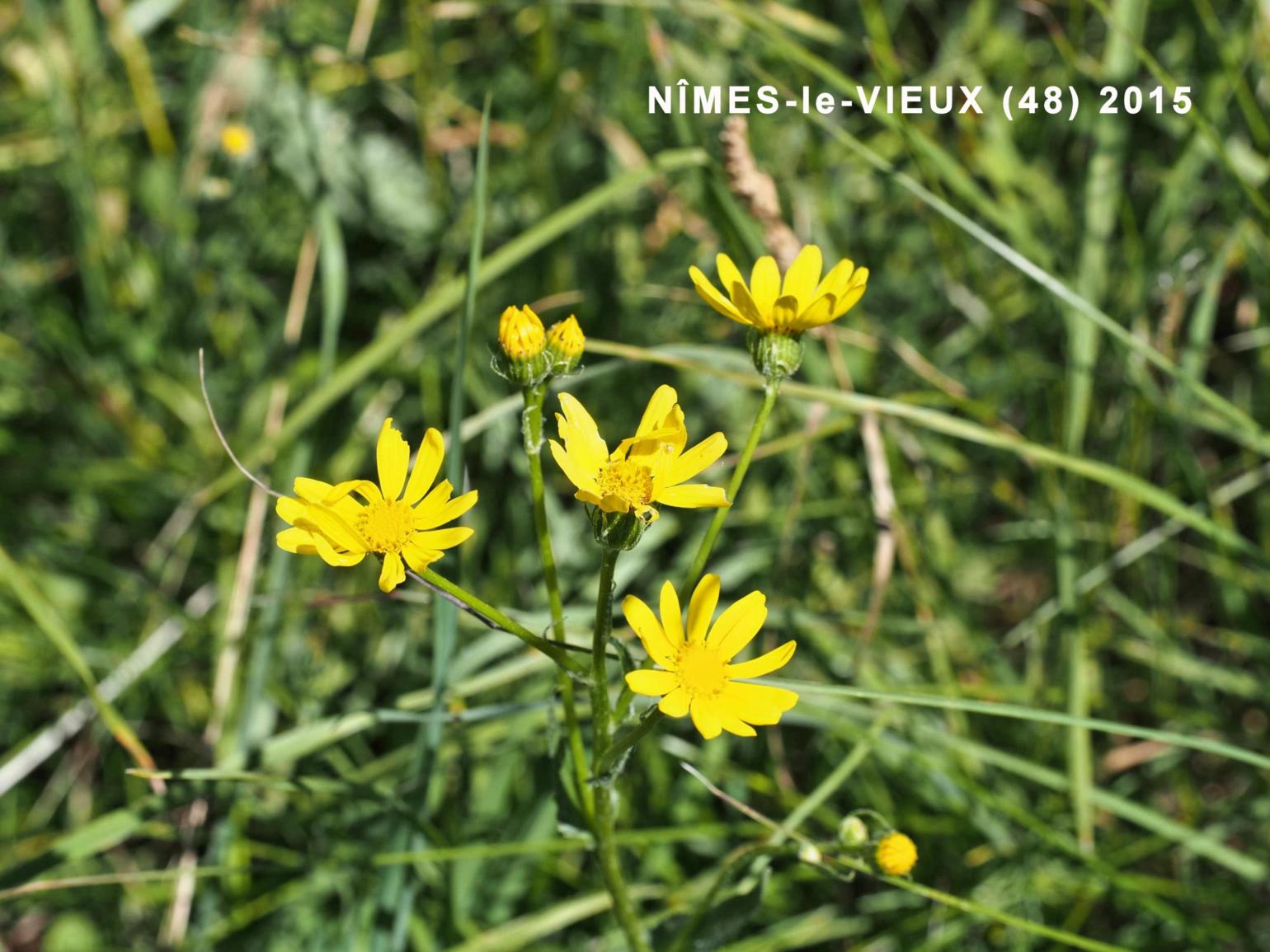 Ragwort, Rodez